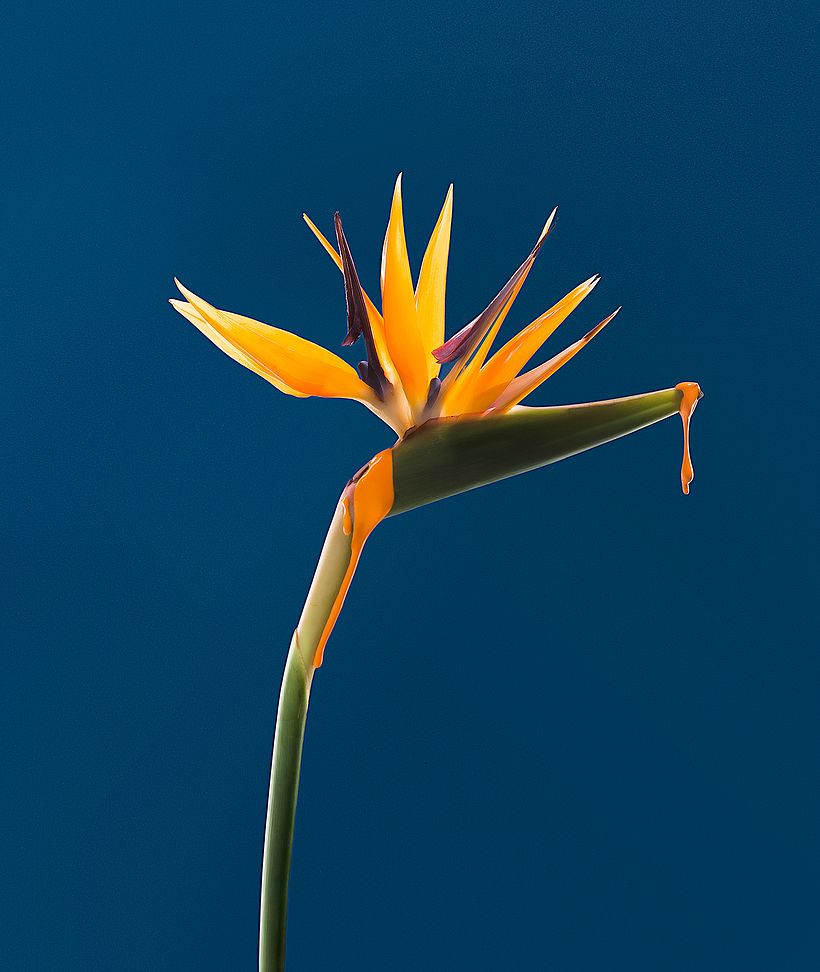 La belleza de la naturaleza en gotas, pintura y flores 7