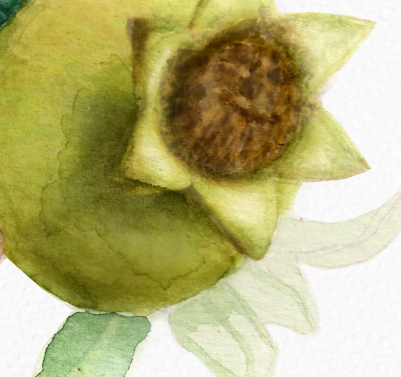 Mi Proyecto del curso: Ilustración botánica con acuarela 7