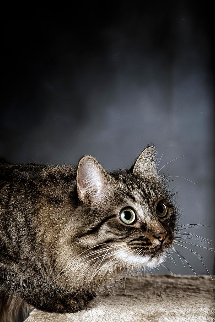 Pets -1