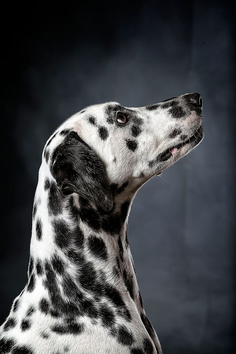 Pets 1
