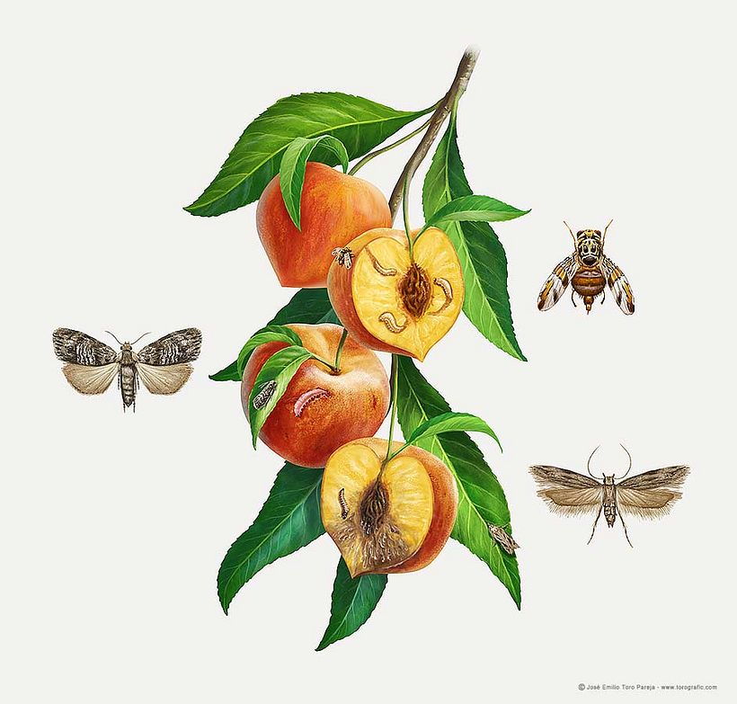 Plagas de agricultura 0