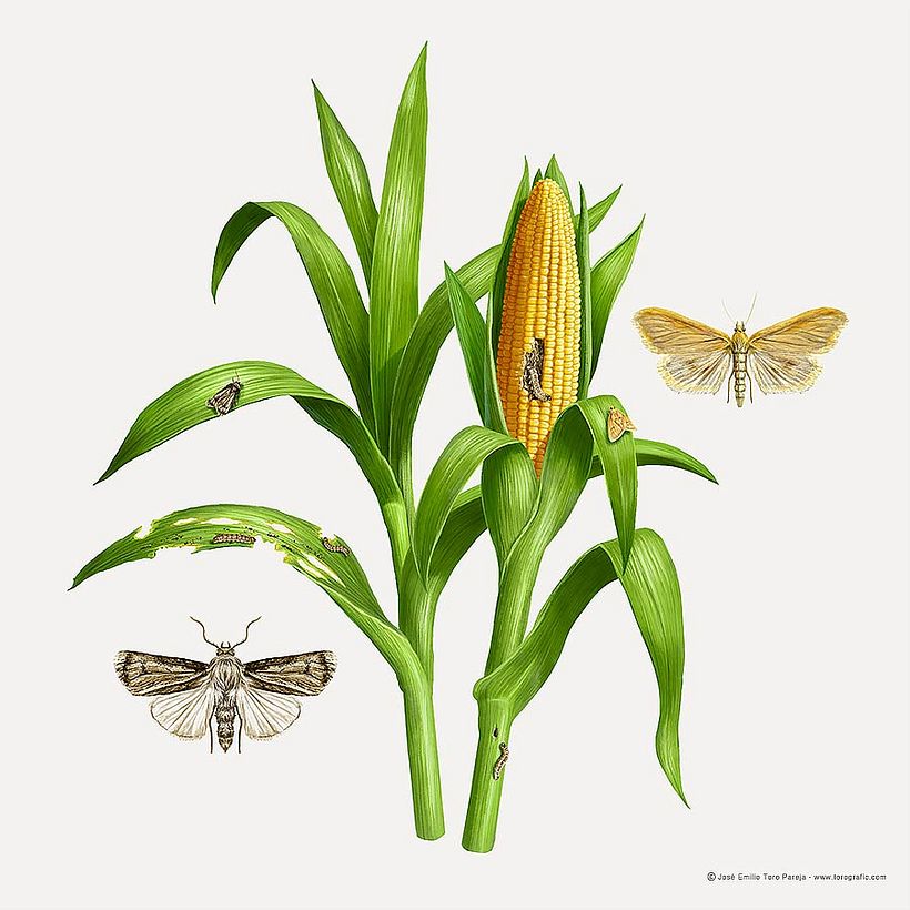 Plagas de agricultura 1