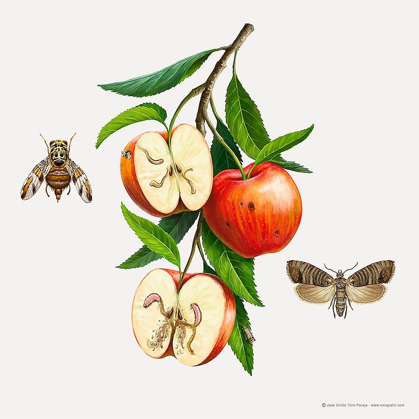 Plagas de agricultura 2