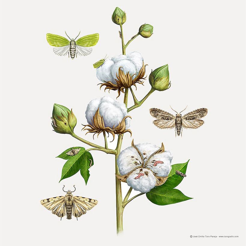 Plagas de agricultura 3