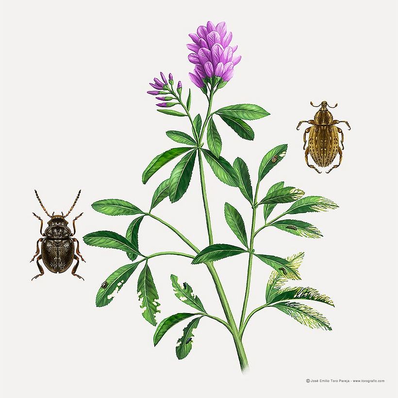 Plagas de agricultura 4