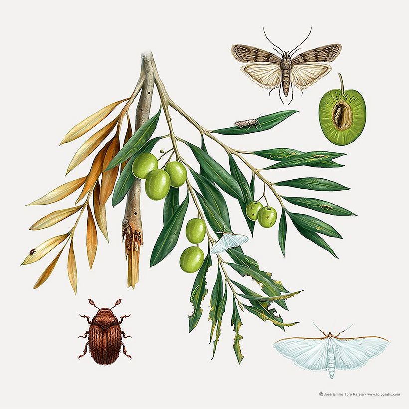 Plagas de agricultura 5