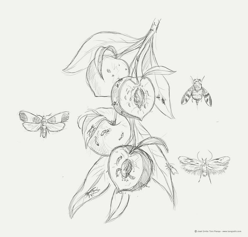 Plagas de agricultura 7