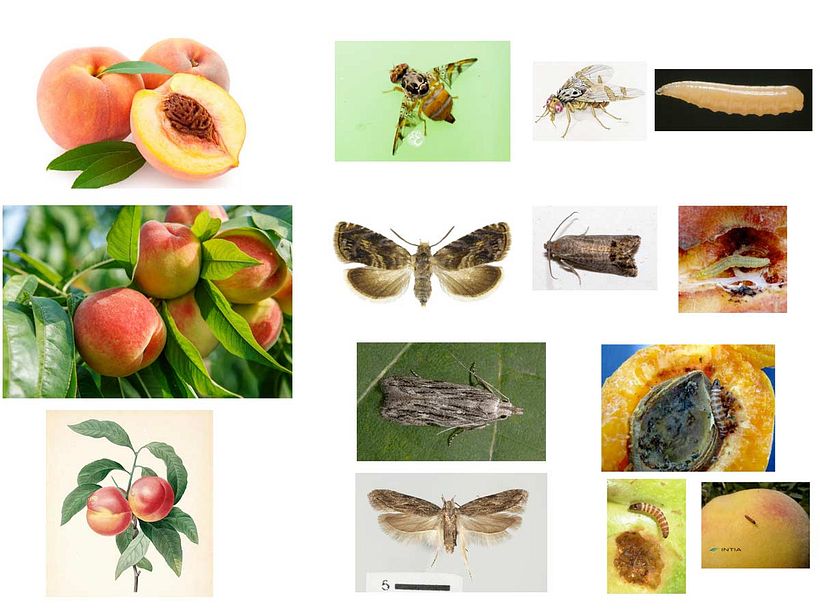 Plagas de agricultura 8