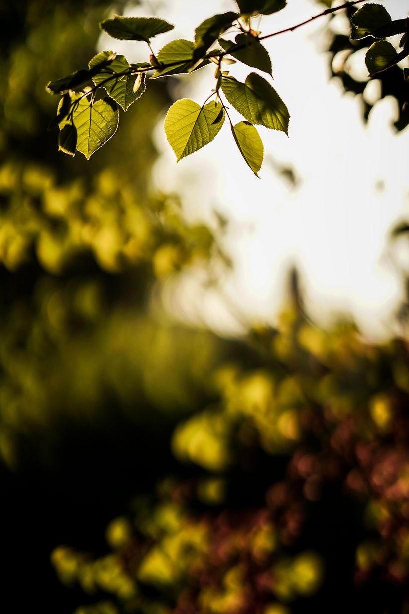 Fotografía: Mondariz 3