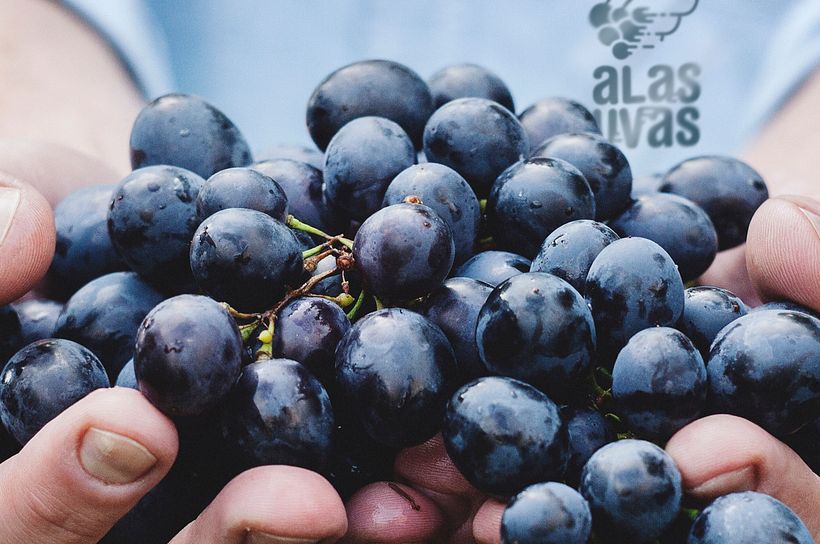 alasuvas – Vinos 0