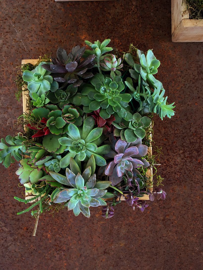 Mi Proyecto del curso: Diseño y creación de composiciones botánicas 0