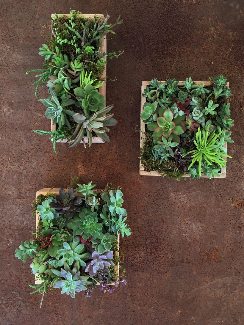 Mi Proyecto del curso: Diseño y creación de composiciones botánicas 0