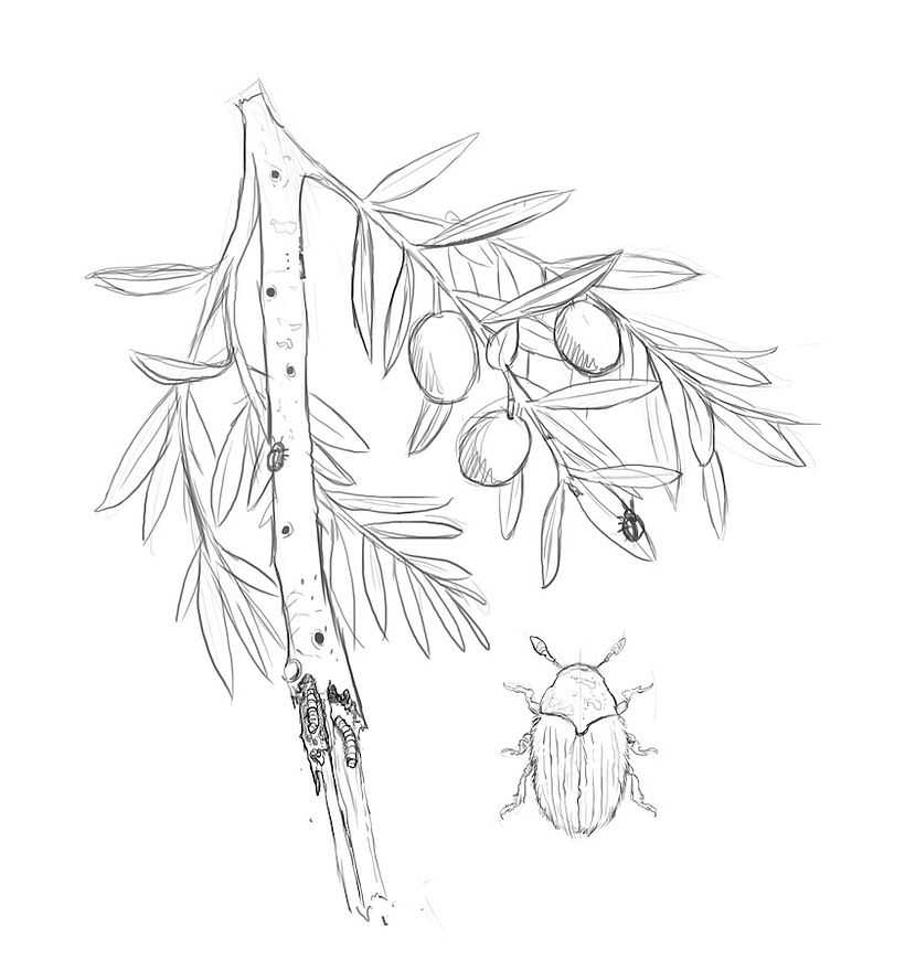 Plagas de agricultura El Olivo 0