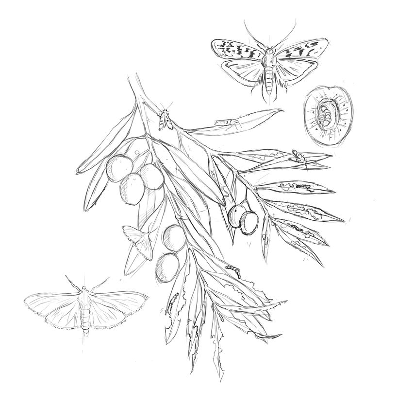 Plagas de agricultura El Olivo 2