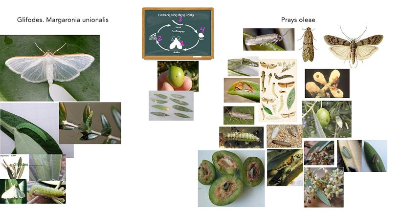 Plagas de agricultura El Olivo 4