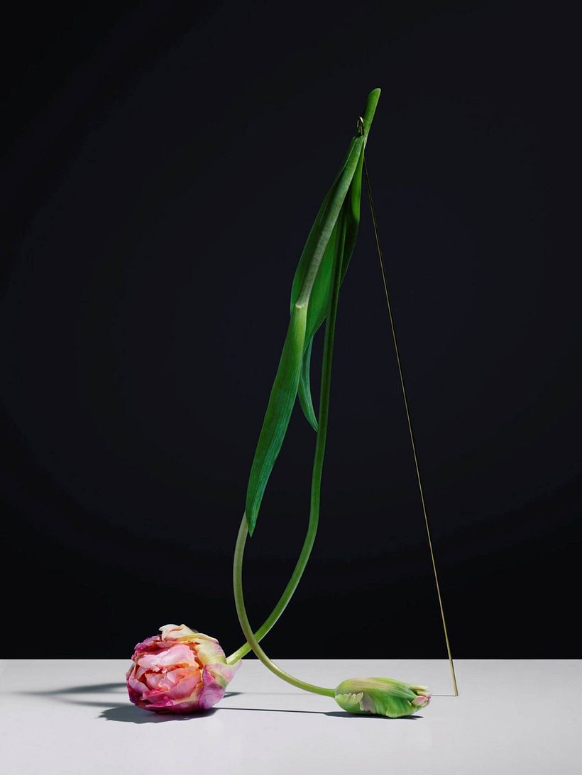La danza de la muerte floral retratada por Carl Kleiner 6