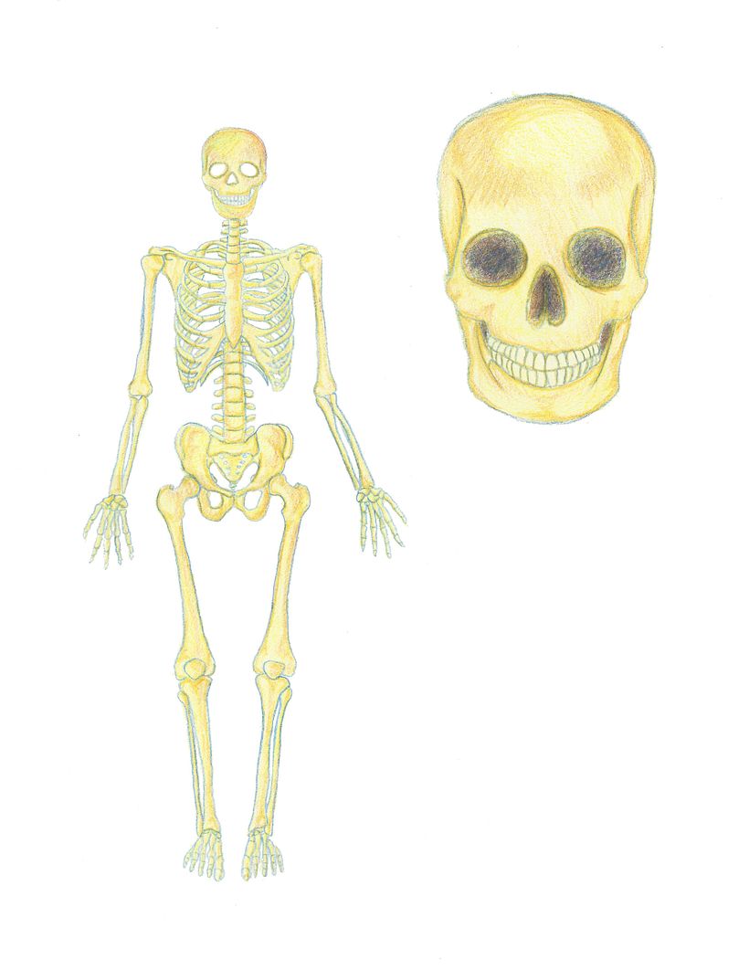 Illustración 10
