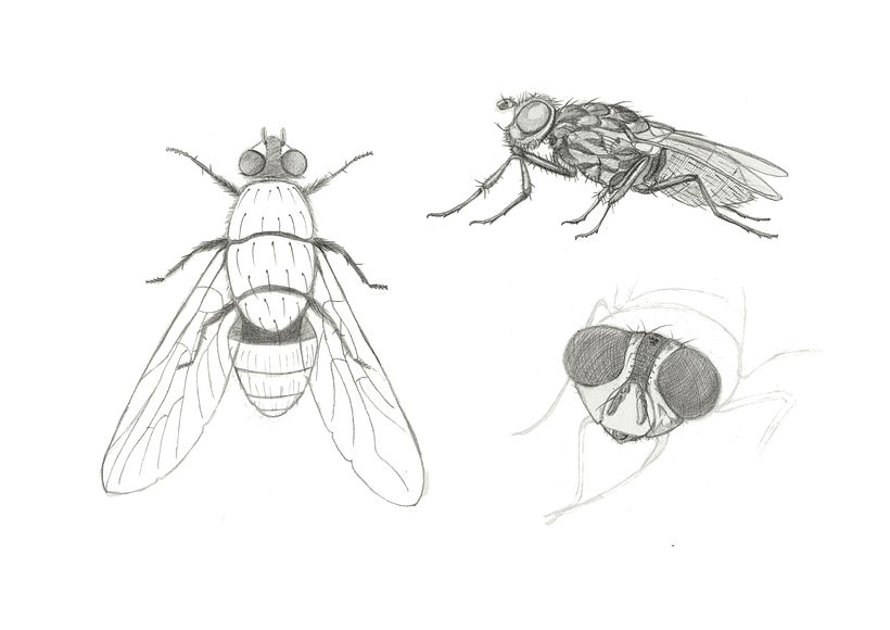 Illustración 9