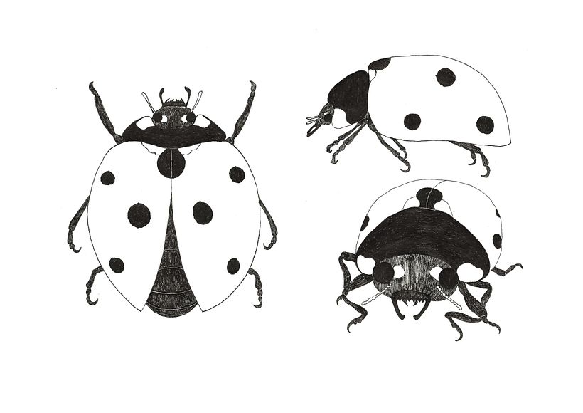 Illustración 8