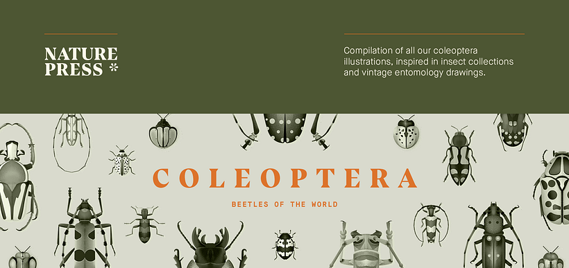 Coleoptera. Colección de ilustraciones de escarabajos 0