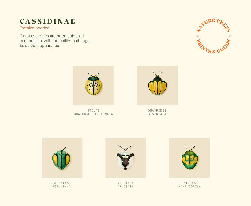 Coleoptera. Colección de ilustraciones de escarabajos 4