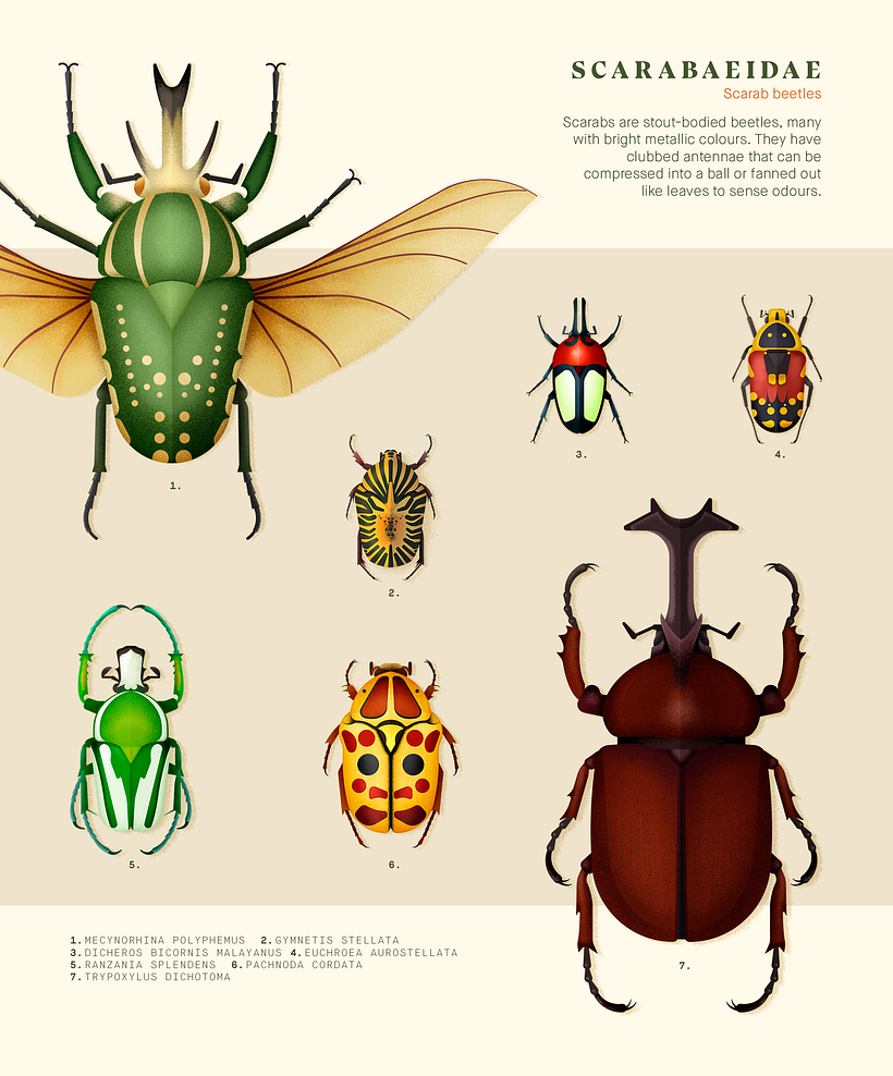 Coleoptera. Colección de ilustraciones de escarabajos 1
