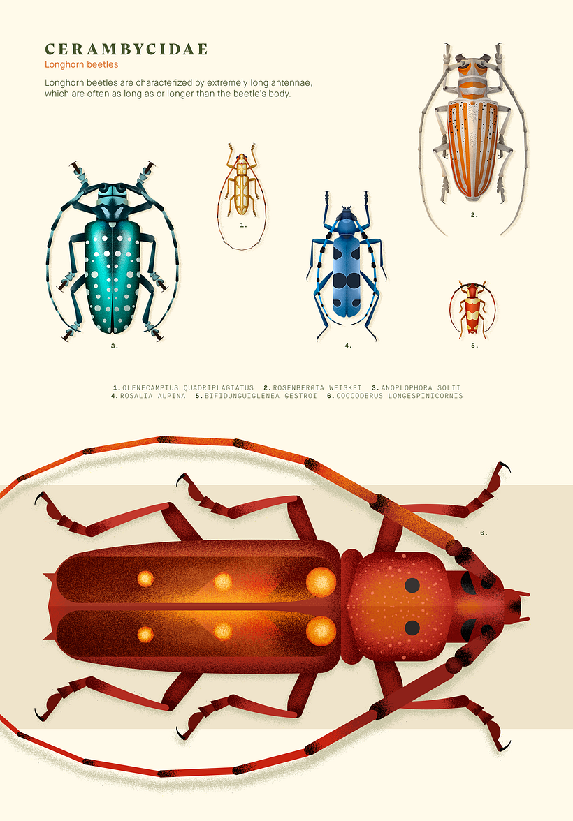 Coleoptera. Colección de ilustraciones de escarabajos 3