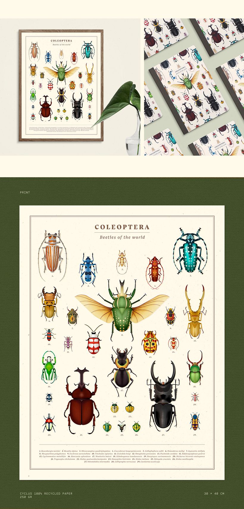 Coleoptera. Colección de ilustraciones de escarabajos 5
