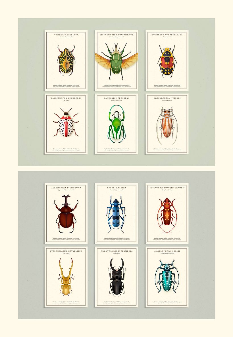 Coleoptera. Colección de ilustraciones de escarabajos 6