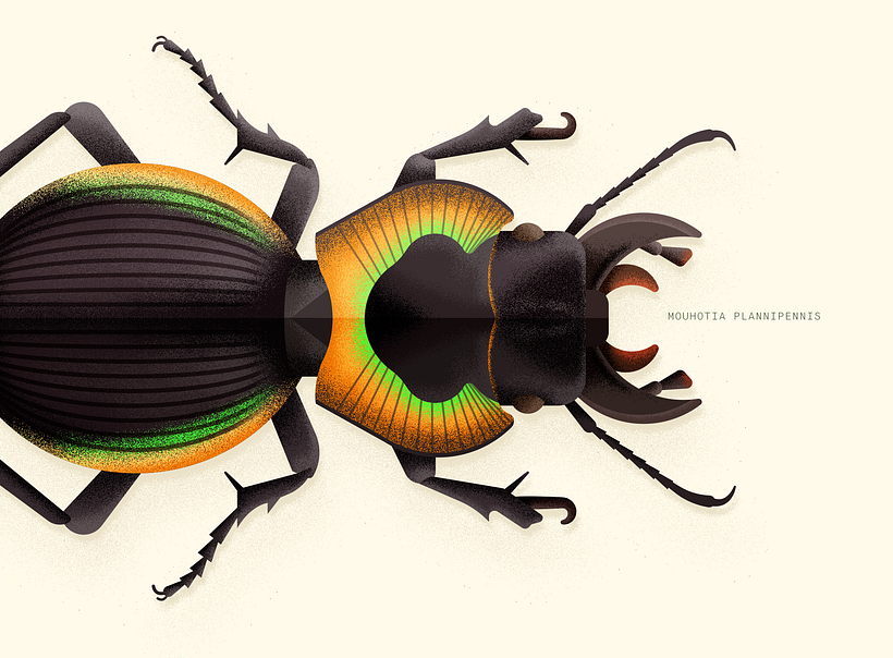 Coleoptera. Colección de ilustraciones de escarabajos 7