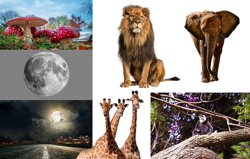 Mi Proyecto del curso: Secretos del fotomontaje y el retoque creativo / Selva de cemento 1