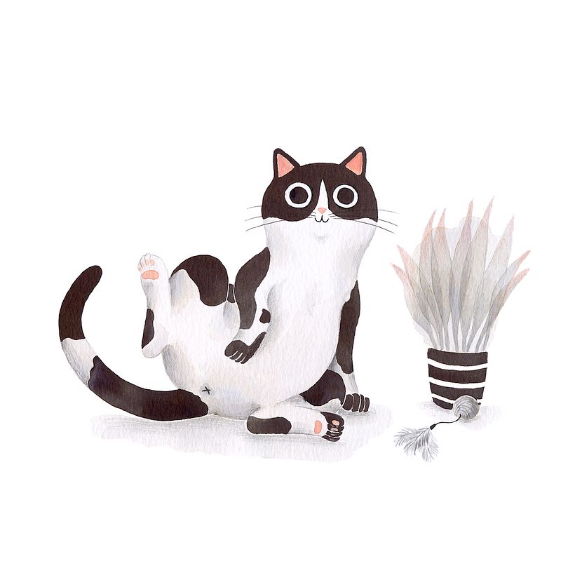 Gaticos 1