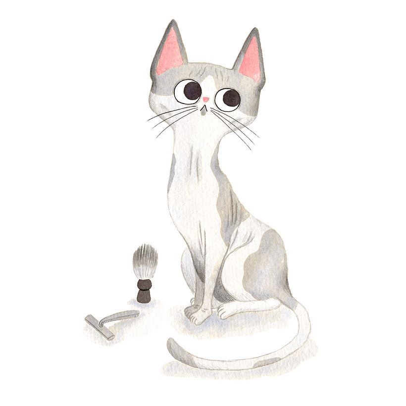 Gaticos 11