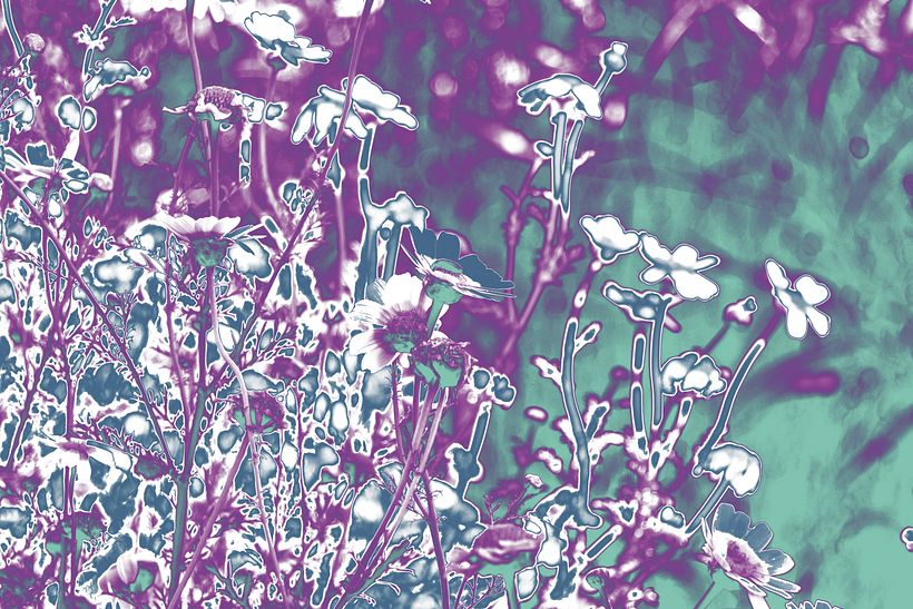 Manipulated daisies -1