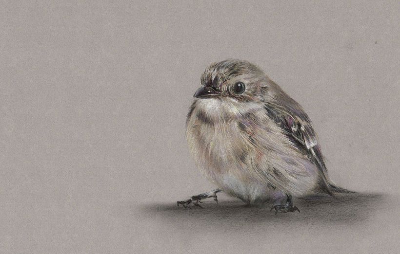 Gorrión - Dibujo artístico