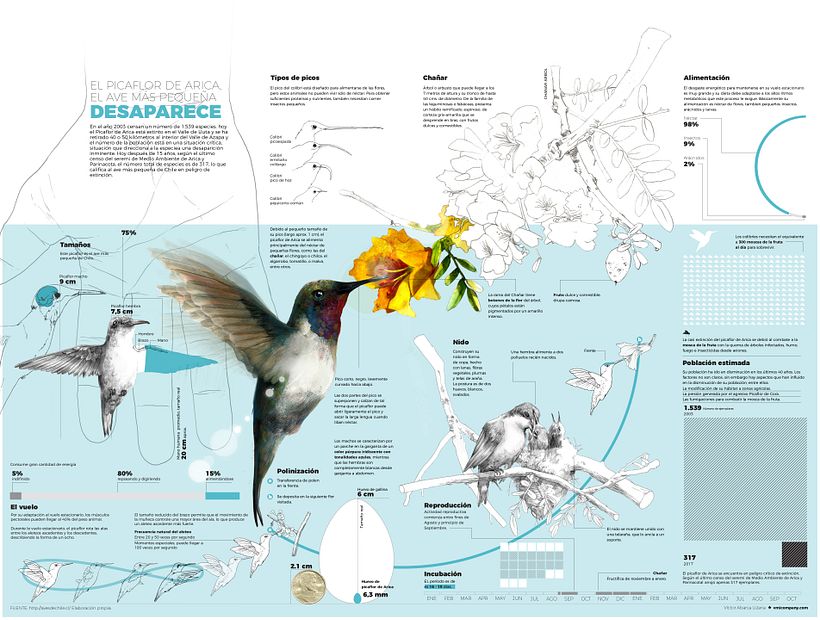 EL PICAFLOR DE ARICA, EL AVE MÁS PEQUEÑA DESAPARECE 0