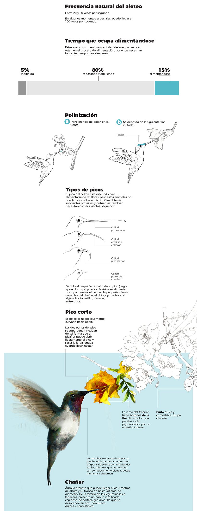 EL PICAFLOR DE ARICA, EL AVE MÁS PEQUEÑA DESAPARECE 2