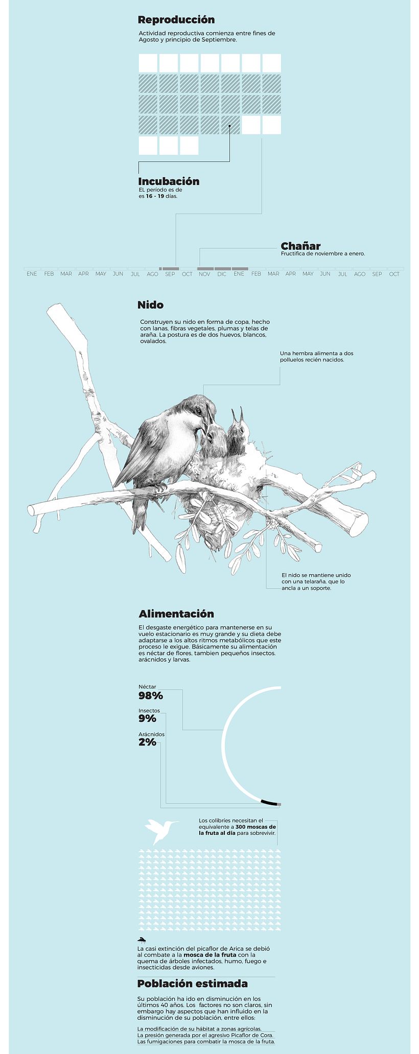 EL PICAFLOR DE ARICA, EL AVE MÁS PEQUEÑA DESAPARECE 3