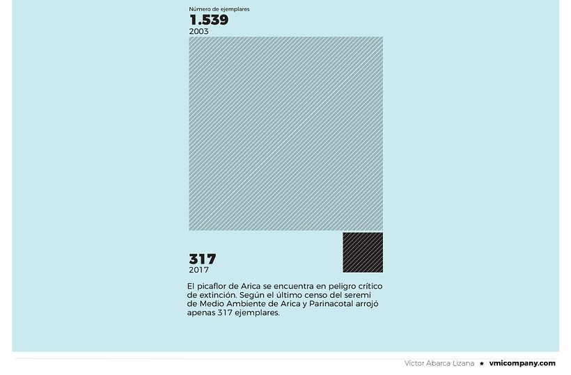 EL PICAFLOR DE ARICA, EL AVE MÁS PEQUEÑA DESAPARECE 4