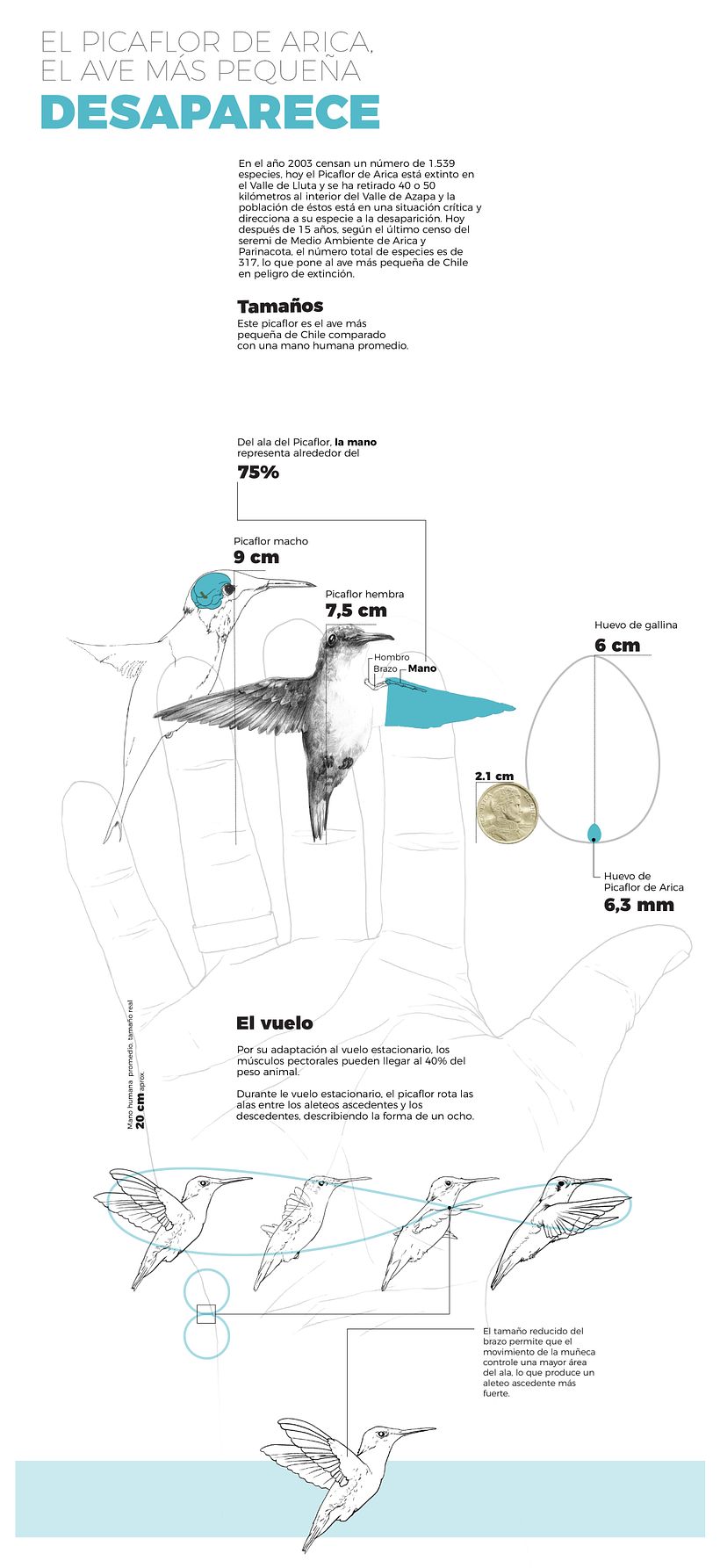EL PICAFLOR DE ARICA, EL AVE MÁS PEQUEÑA DESAPARECE 1