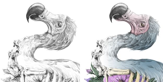 La Carrera del Dodo 2