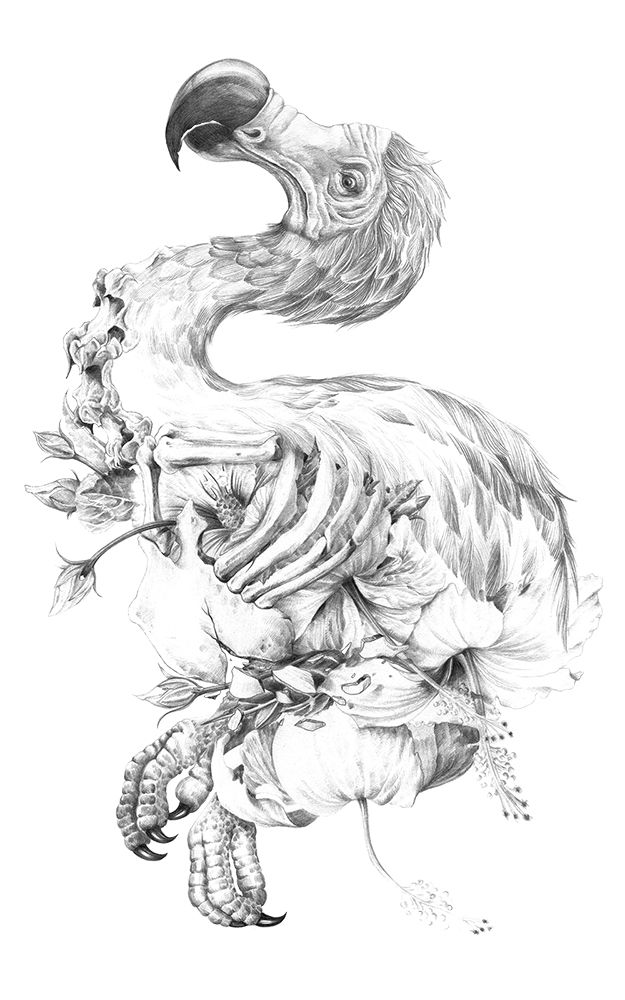 La Carrera del Dodo 1