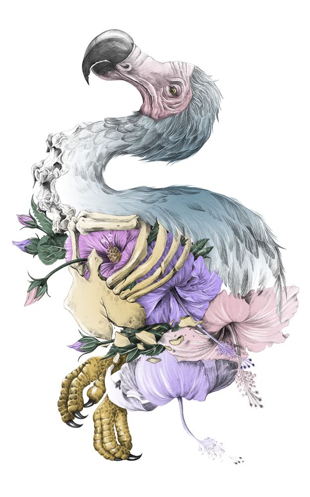 La Carrera del Dodo 0