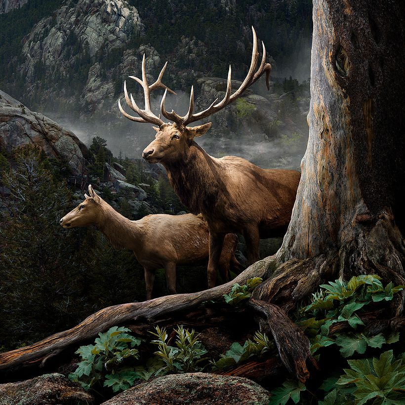 Nick Pedersen hace magia hiperrealista con Photoshop 3