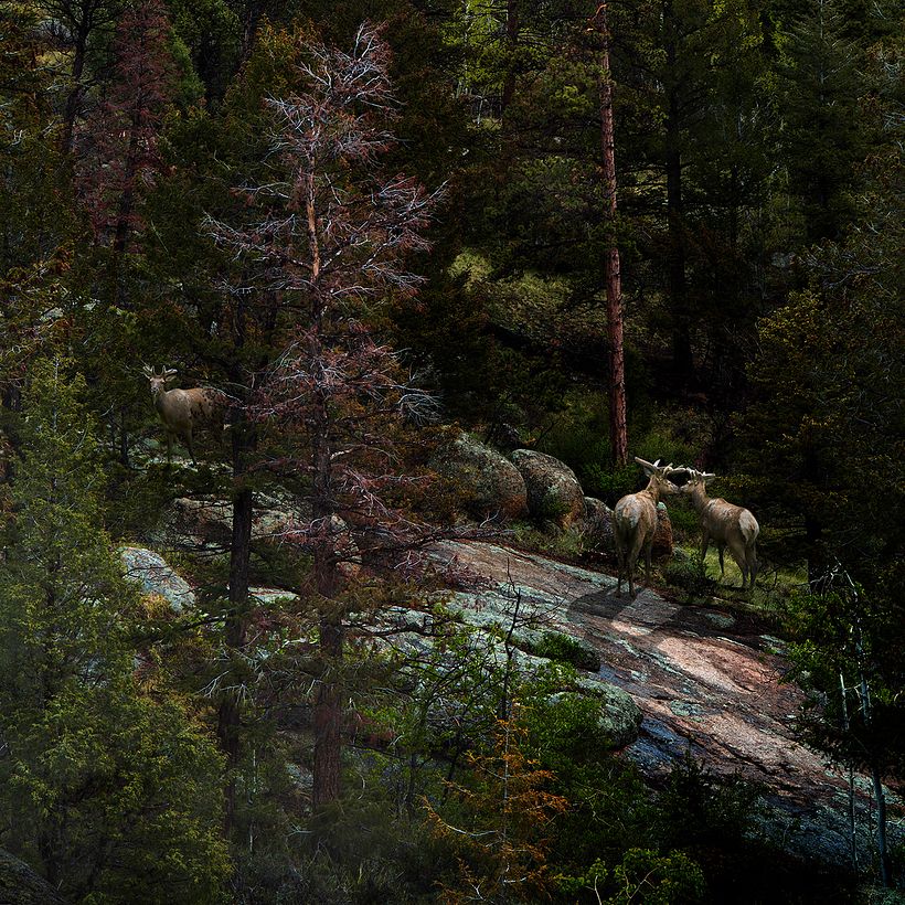 Nick Pedersen hace magia hiperrealista con Photoshop 7