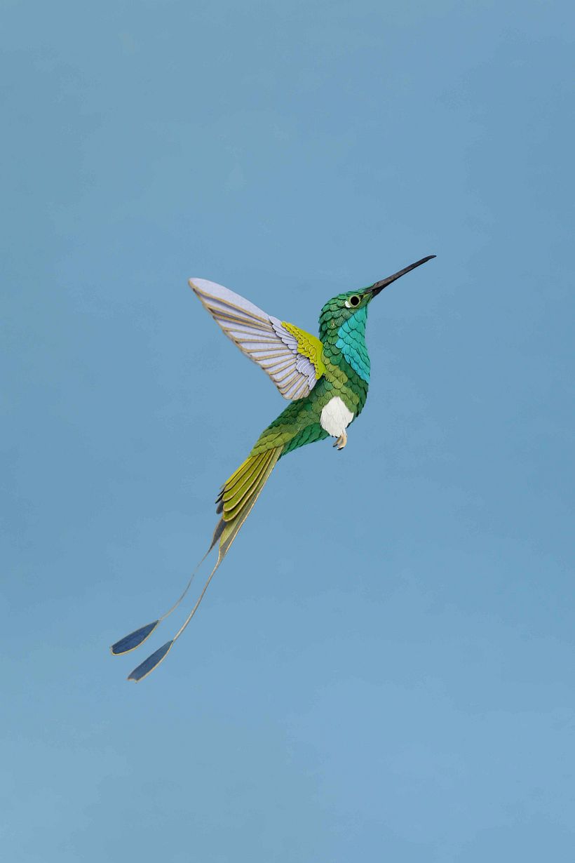 White booted racked tail hummingbird  1