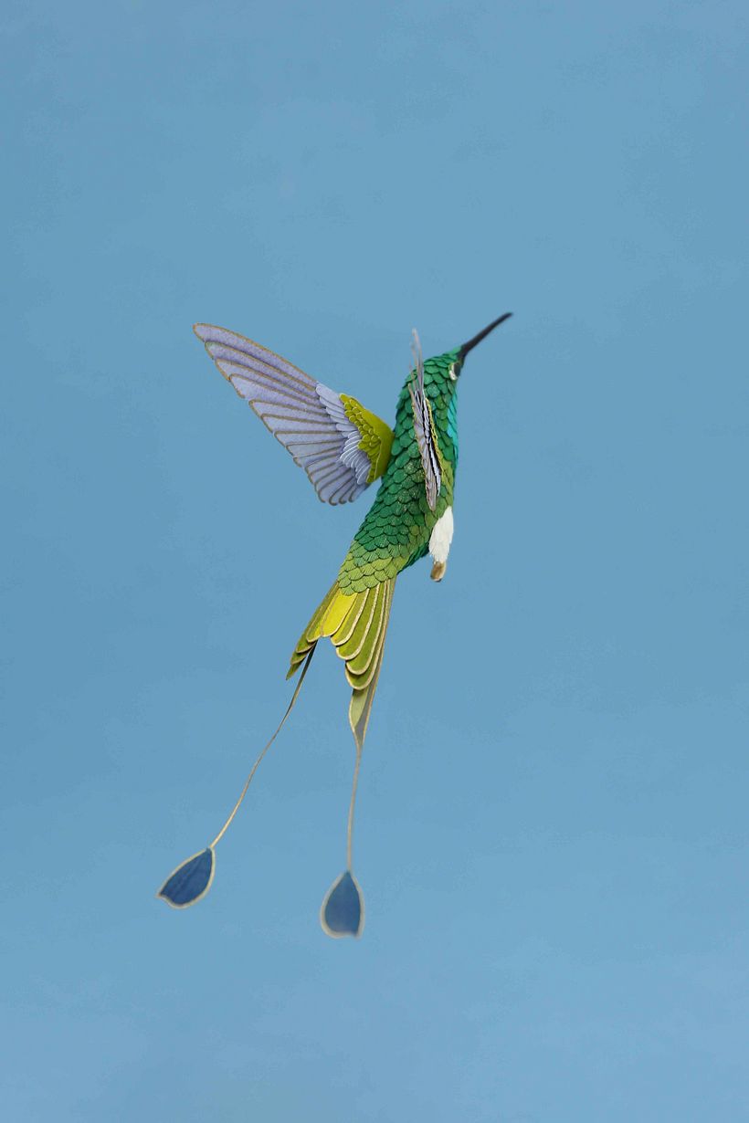 White booted racked tail hummingbird  2