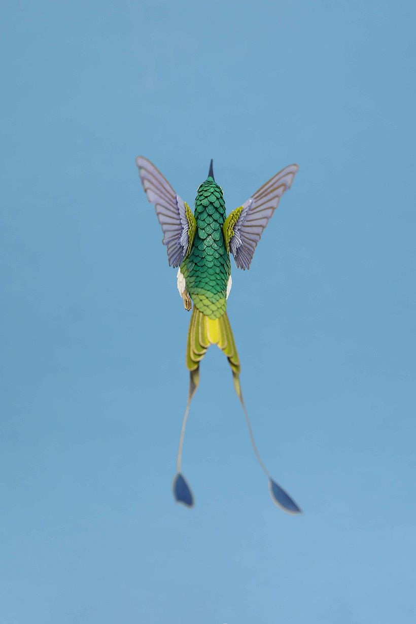 White booted racked tail hummingbird  3