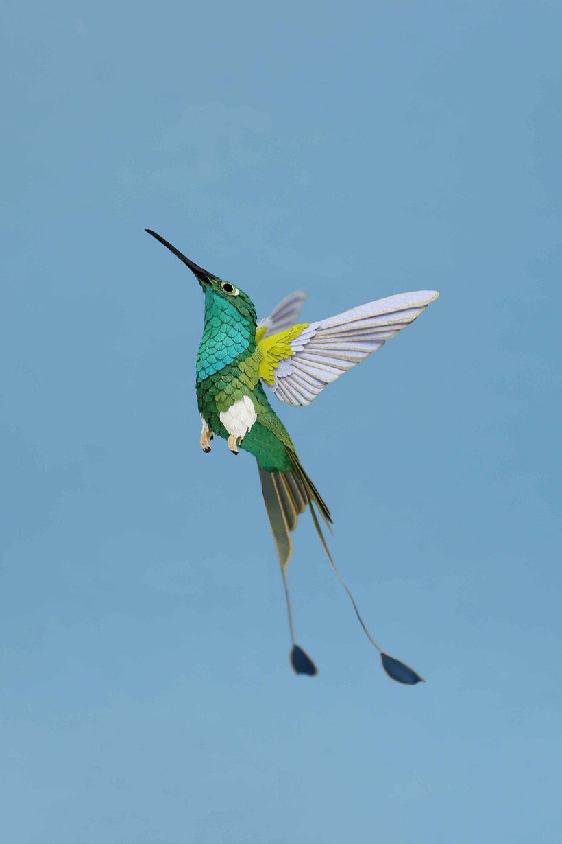 White booted racked tail hummingbird  4