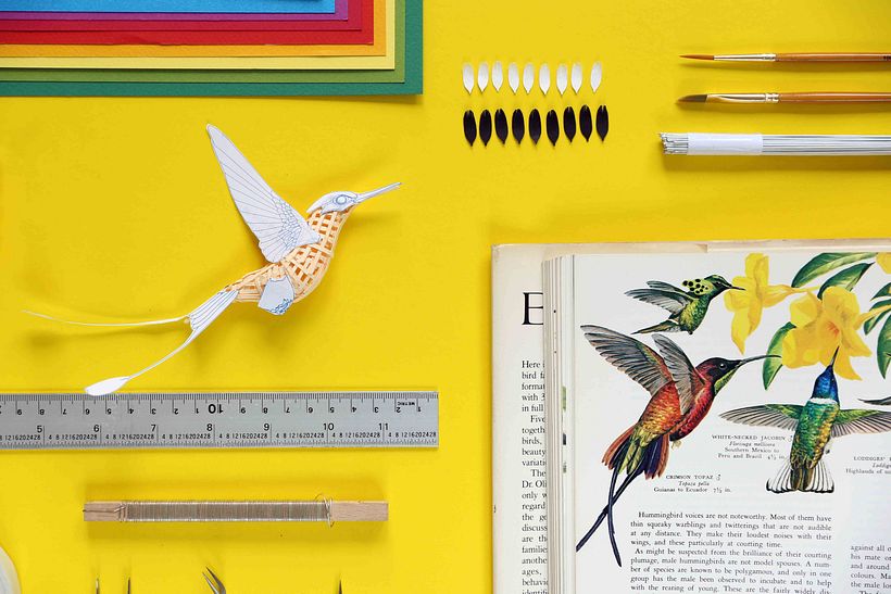 White booted racked tail hummingbird  0